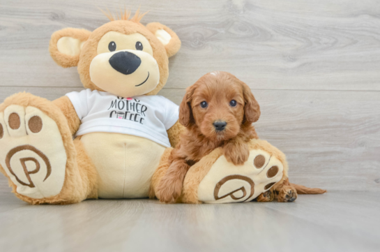 Sweet Mini Goldendoodle Baby