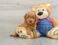 7 week old Mini Goldendoodle Puppy For Sale - Lone Star Pups