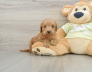 7 week old Mini Goldendoodle Puppy For Sale - Lone Star Pups