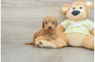Mini Goldendoodle Puppy for Adoption