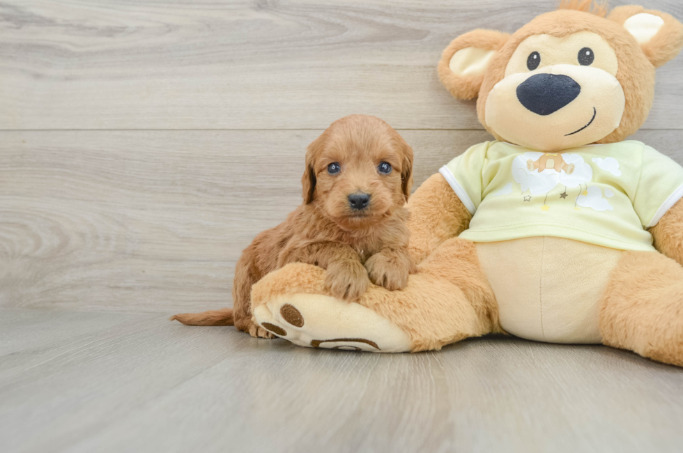 6 week old Mini Goldendoodle Puppy For Sale - Lone Star Pups