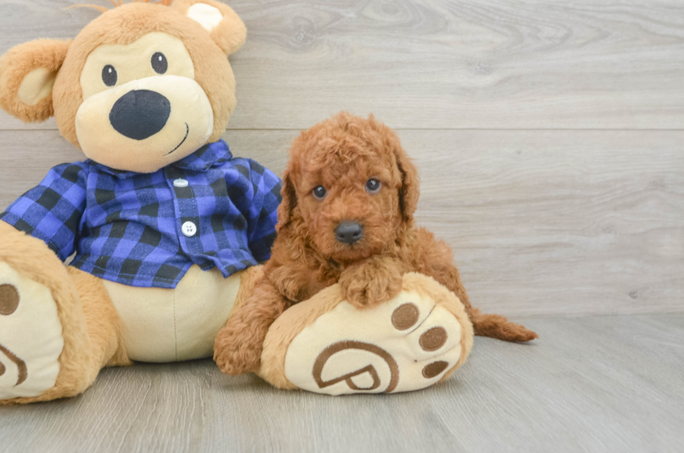5 week old Mini Goldendoodle Puppy For Sale - Lone Star Pups