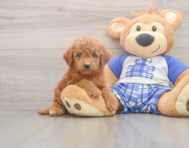 6 week old Mini Goldendoodle Puppy For Sale - Lone Star Pups