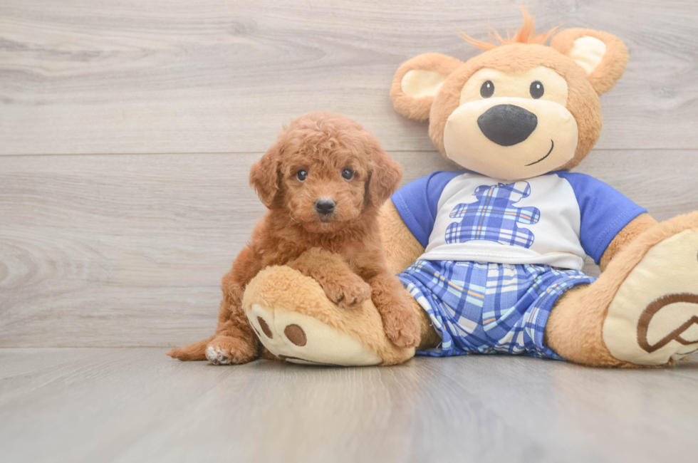 6 week old Mini Goldendoodle Puppy For Sale - Lone Star Pups