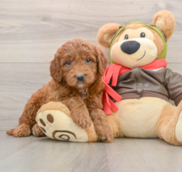 7 week old Mini Goldendoodle Puppy For Sale - Lone Star Pups