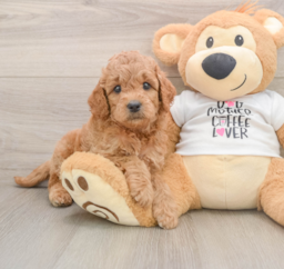 7 week old Mini Goldendoodle Puppy For Sale - Lone Star Pups