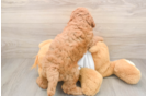 Cute Mini Goldendoodle Baby