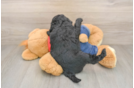Mini Goldendoodle Pup Being Cute