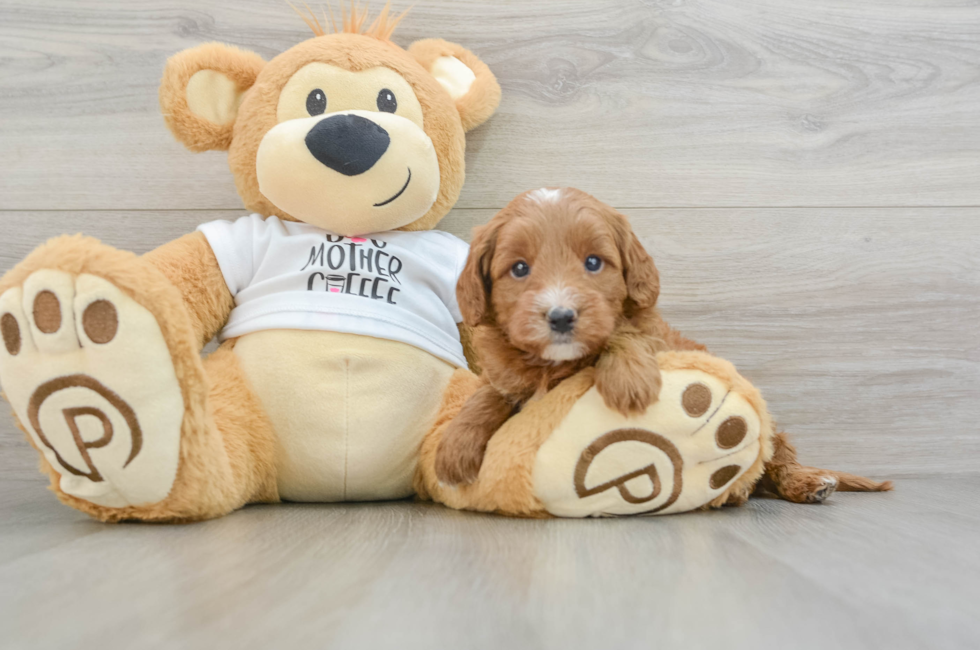 5 week old Mini Goldendoodle Puppy For Sale - Lone Star Pups