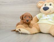 9 week old Mini Goldendoodle Puppy For Sale - Lone Star Pups