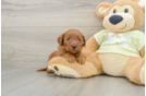 Energetic Golden Doodle Poodle Mix Puppy
