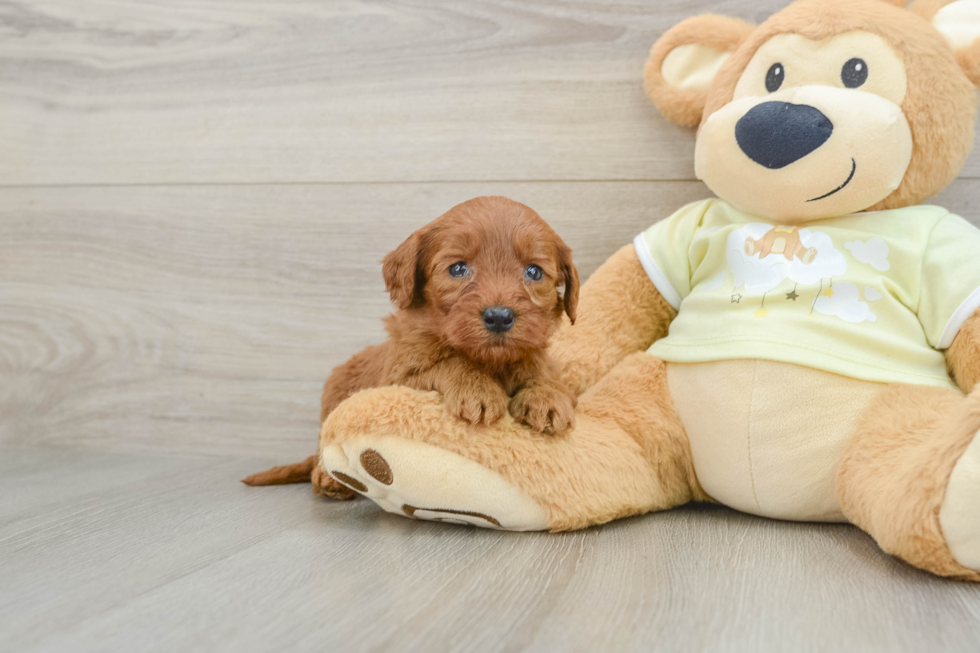 Energetic Golden Doodle Poodle Mix Puppy