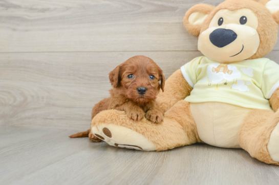 Energetic Golden Doodle Poodle Mix Puppy