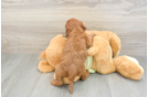 Fluffy Mini Goldendoodle Poodle Mix Pup