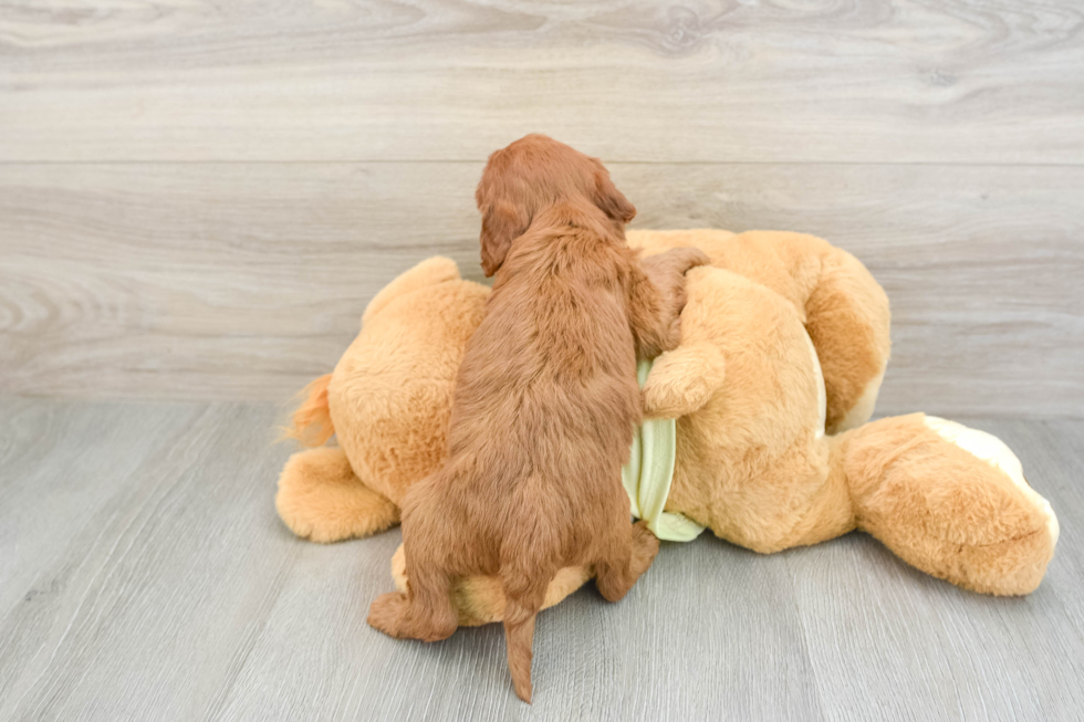 Fluffy Mini Goldendoodle Poodle Mix Pup