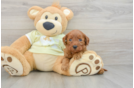 Mini Goldendoodle Puppy for Adoption