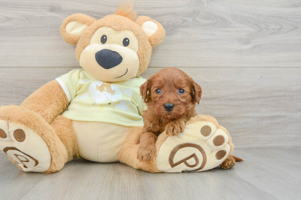 Mini Goldendoodle Puppy for Adoption