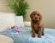10 week old Mini Goldendoodle Puppy For Sale - Lone Star Pups