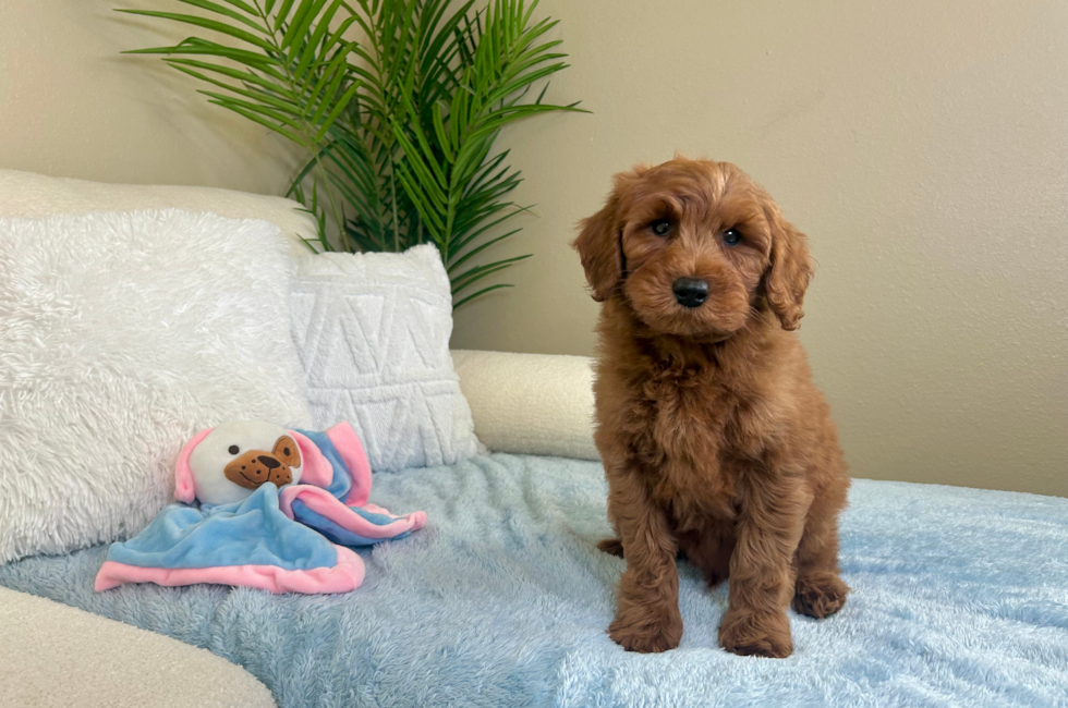 10 week old Mini Goldendoodle Puppy For Sale - Lone Star Pups