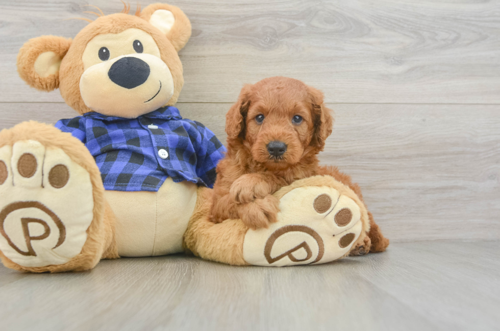 5 week old Mini Goldendoodle Puppy For Sale - Lone Star Pups