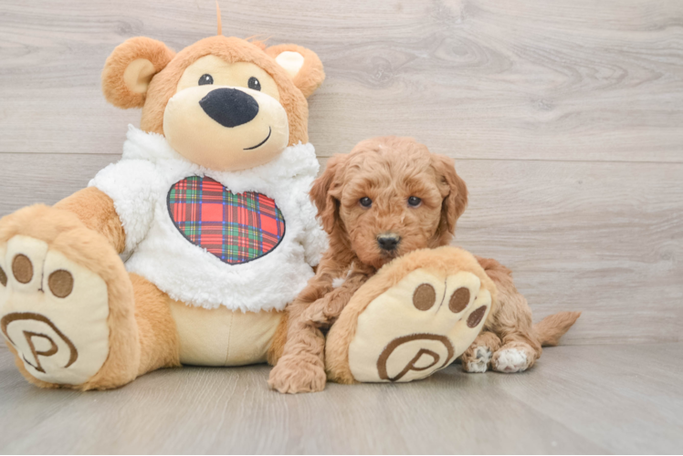 Mini Goldendoodle Pup Being Cute
