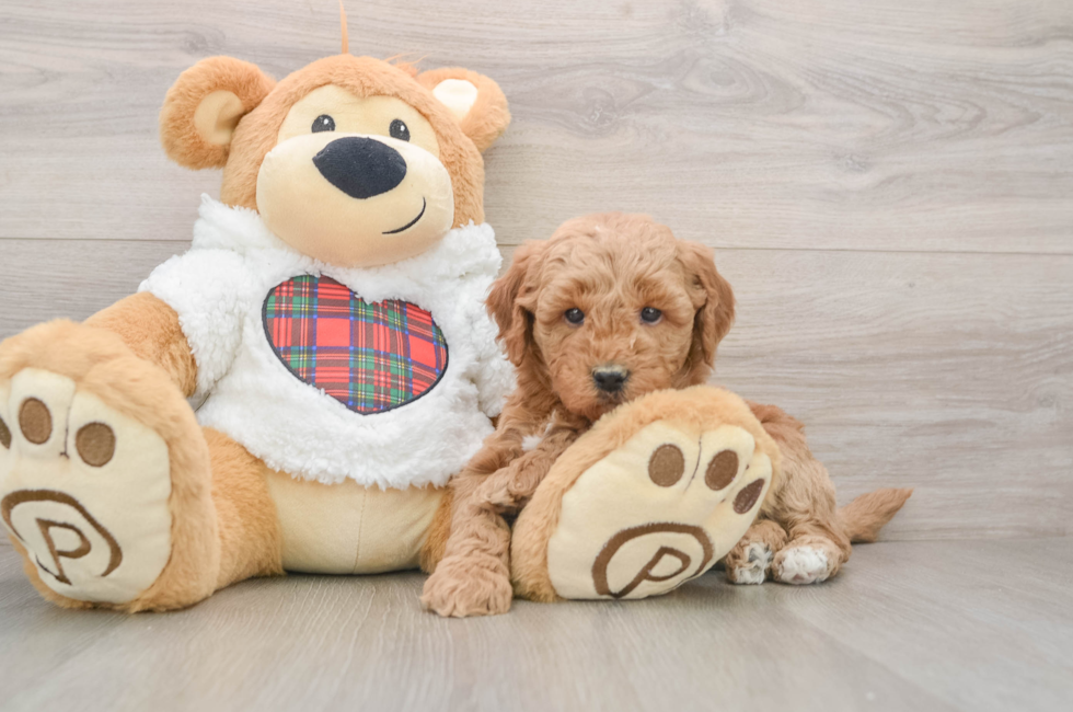 5 week old Mini Goldendoodle Puppy For Sale - Lone Star Pups