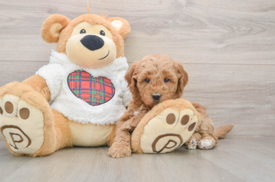 Mini Goldendoodle Pup Being Cute