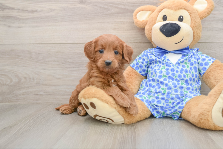 Happy Mini Goldendoodle Baby