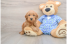Mini Goldendoodle Puppy for Adoption
