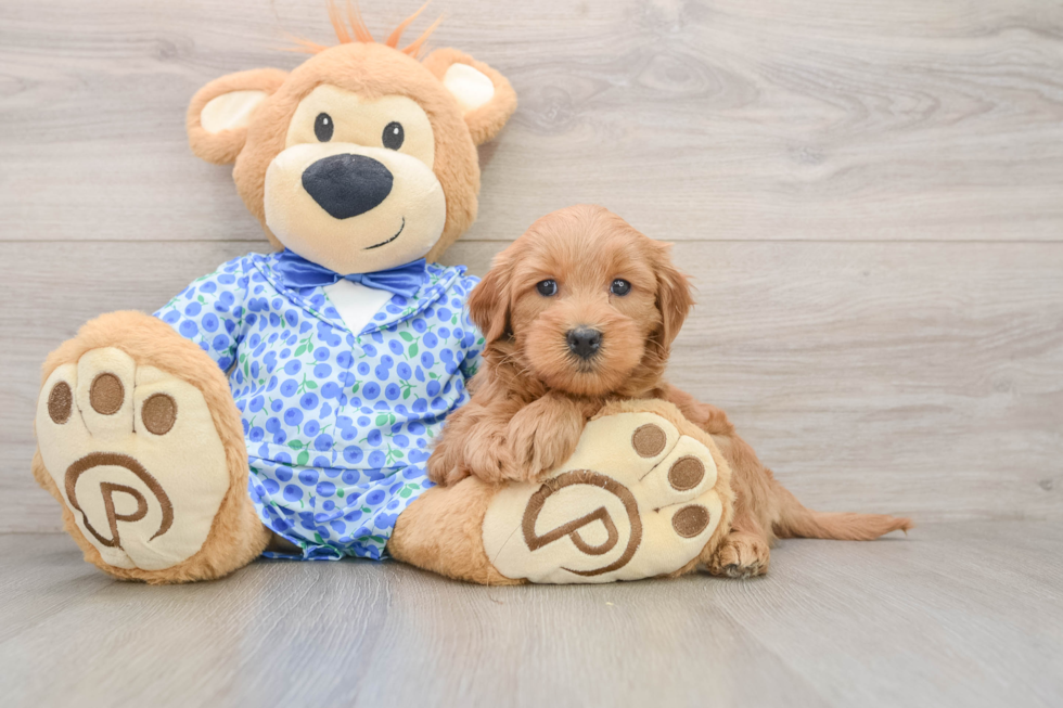Smart Mini Goldendoodle Poodle Mix Pup