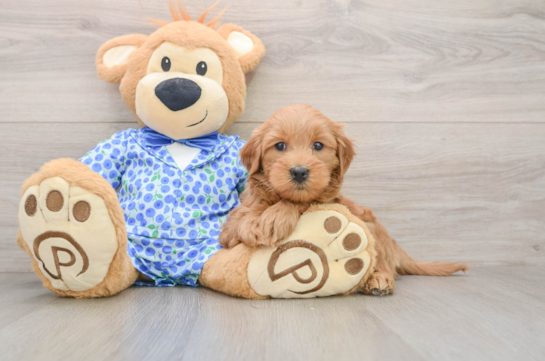 Smart Mini Goldendoodle Poodle Mix Pup