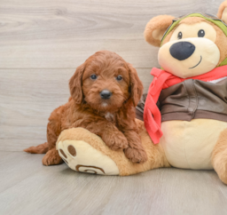 7 week old Mini Goldendoodle Puppy For Sale - Lone Star Pups