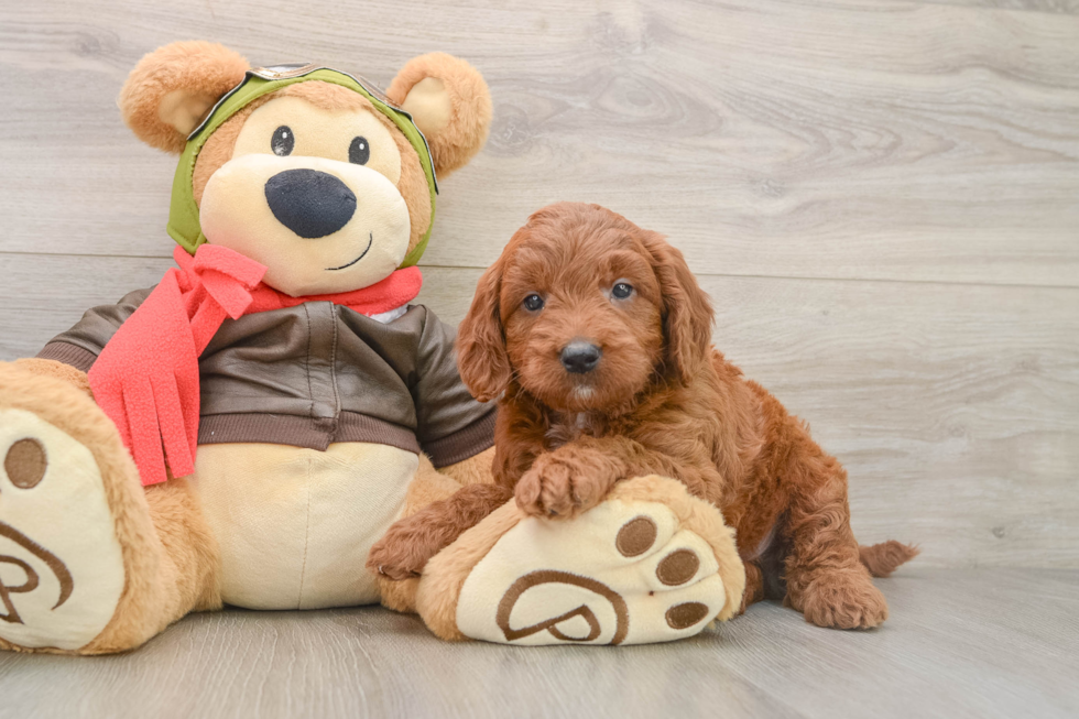 Mini Goldendoodle Pup Being Cute