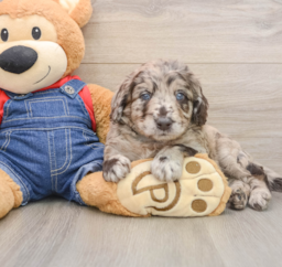 7 week old Mini Goldendoodle Puppy For Sale - Lone Star Pups