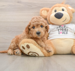 7 week old Mini Goldendoodle Puppy For Sale - Lone Star Pups