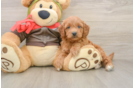 Best Mini Goldendoodle Baby