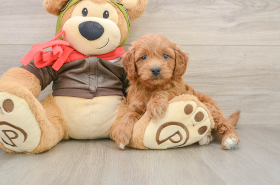 Best Mini Goldendoodle Baby