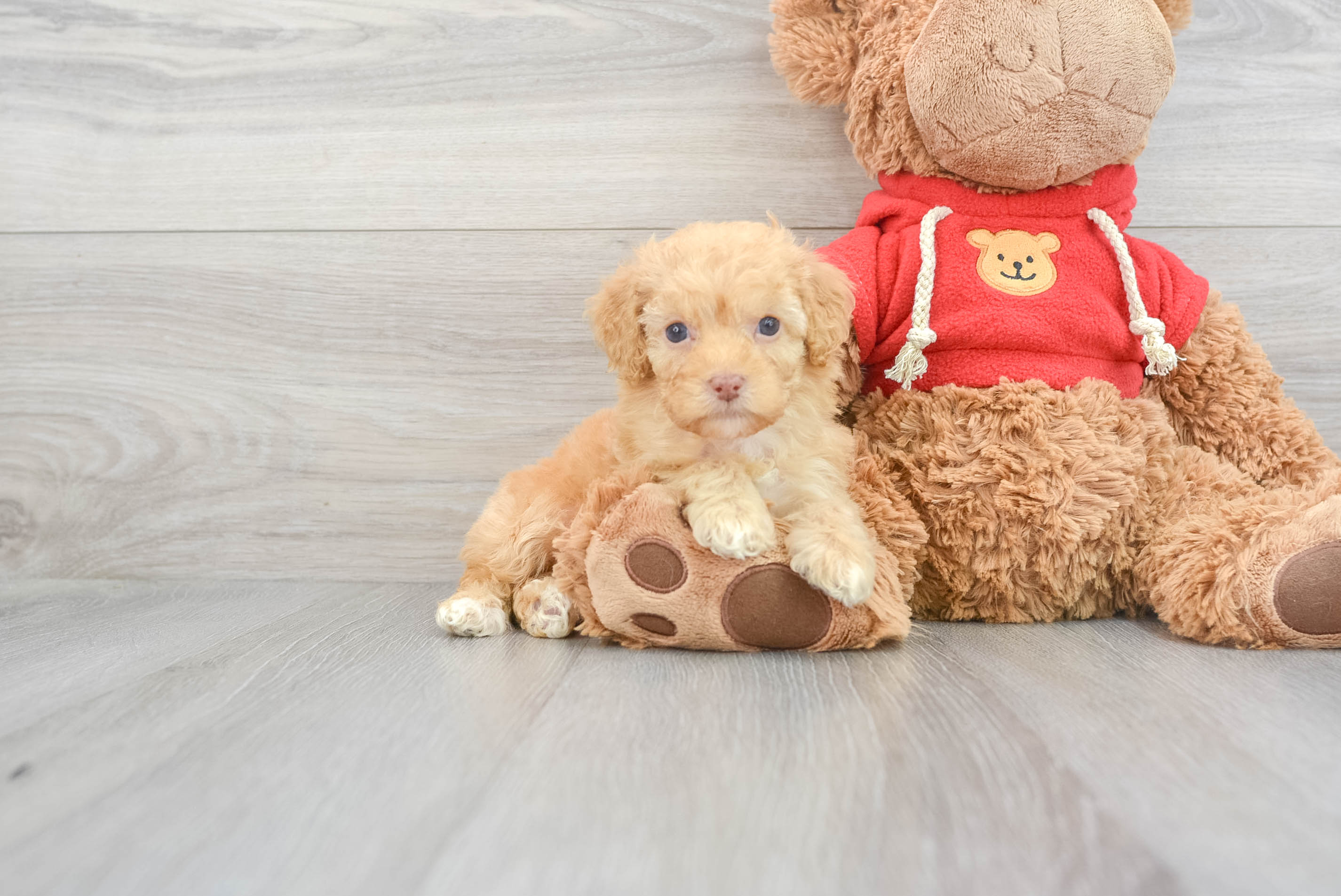 Mini Goldendoodle Puppy for Adoption