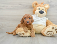 8 week old Mini Goldendoodle Puppy For Sale - Lone Star Pups