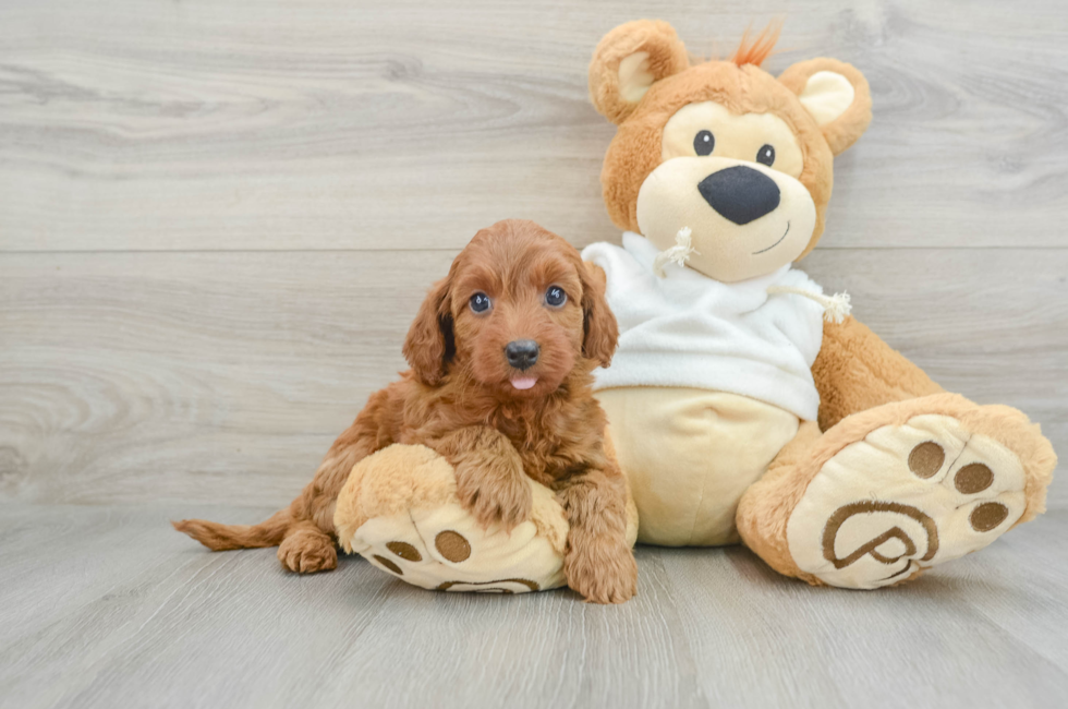 8 week old Mini Goldendoodle Puppy For Sale - Lone Star Pups