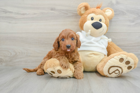 Funny Mini Goldendoodle Poodle Mix Pup