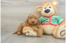 Mini Goldendoodle Puppy for Adoption