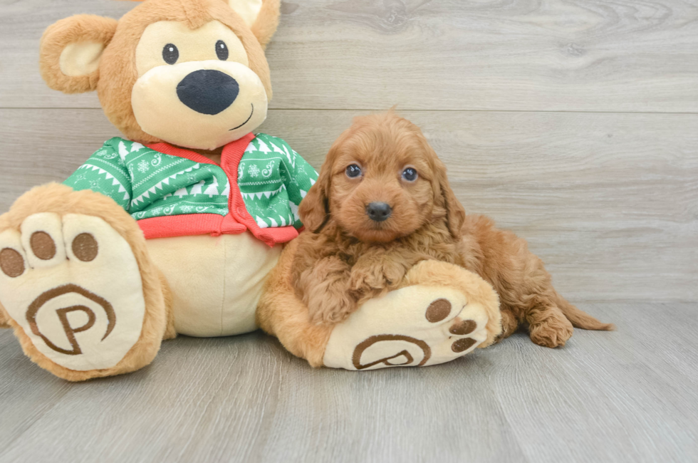 6 week old Mini Goldendoodle Puppy For Sale - Lone Star Pups