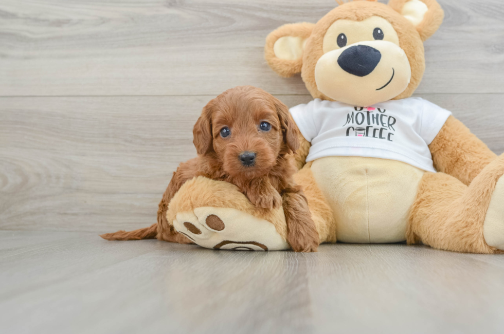 5 week old Mini Goldendoodle Puppy For Sale - Lone Star Pups