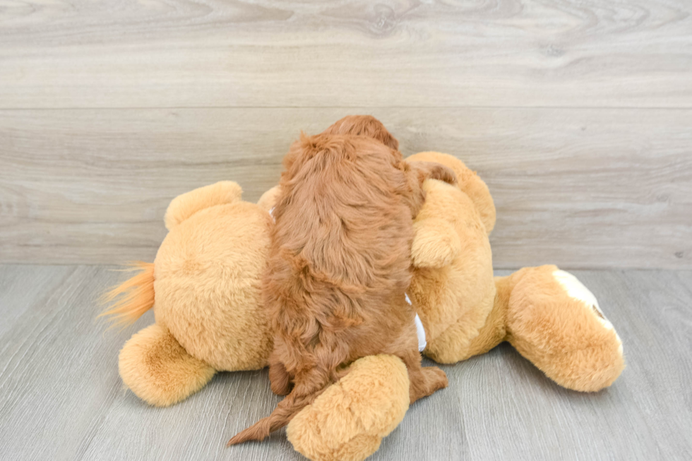 Mini Goldendoodle Pup Being Cute