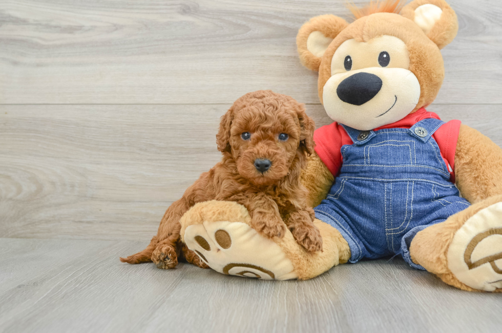 7 week old Mini Goldendoodle Puppy For Sale - Lone Star Pups