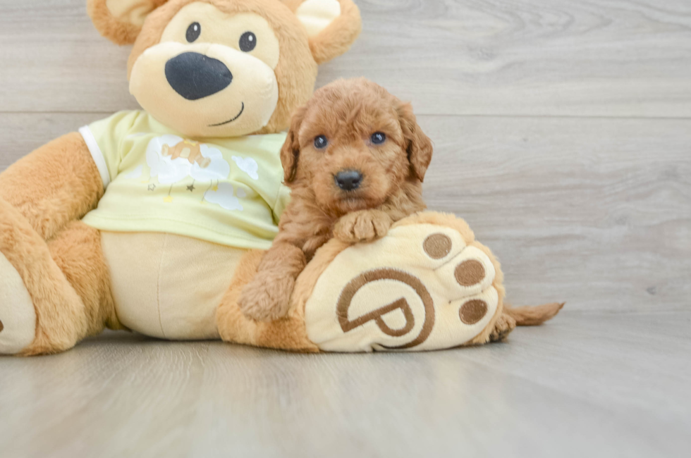 6 week old Mini Goldendoodle Puppy For Sale - Lone Star Pups