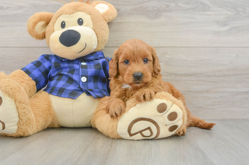 5 week old Mini Goldendoodle Puppy For Sale - Lone Star Pups
