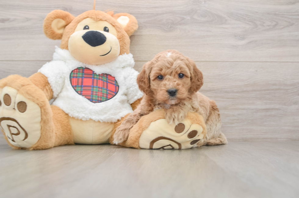 5 week old Mini Goldendoodle Puppy For Sale - Lone Star Pups