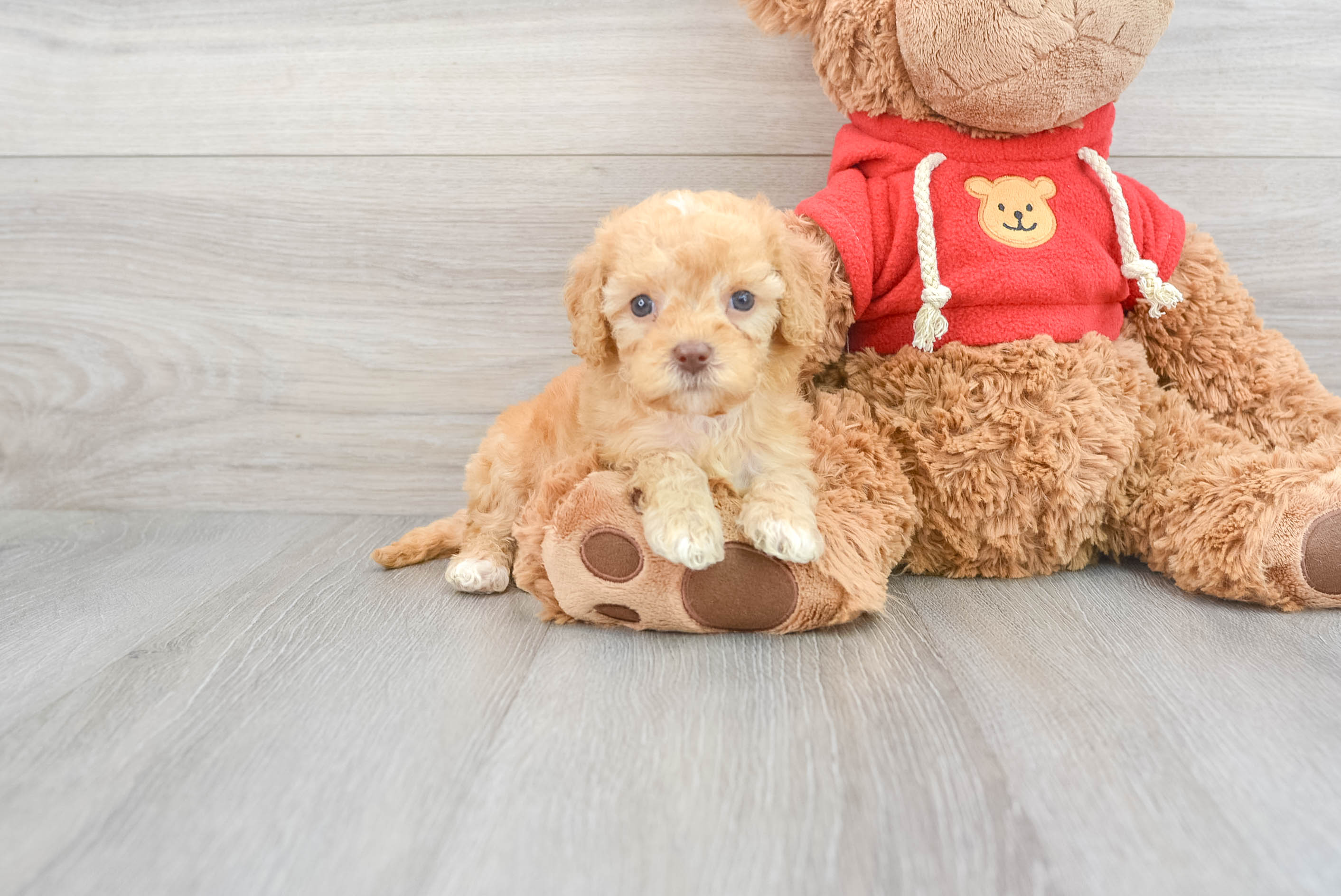 Energetic Golden Retriever Poodle Mix Puppy
